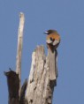 /album/some-overseas-trips/rufous-treepie-corbett-park-india-jpg/